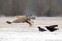 Seeadler